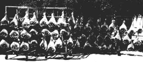 fratelli Torresan