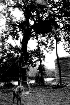 «Pùner sui rami dell'albero» (coll. prof E. Bellò